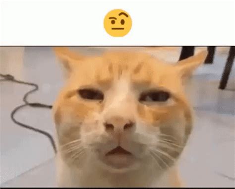 cat squinting meme|confused white cat meme.